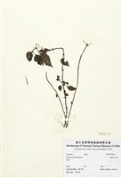 藏品(短角冷水麻)的圖片